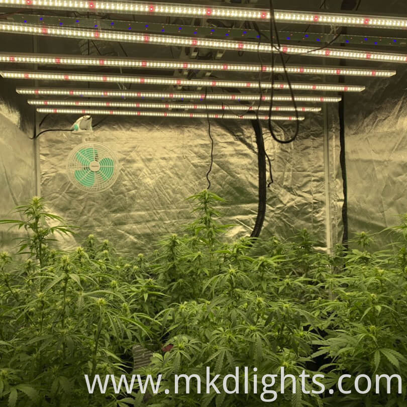 grow light for 4x4 tent